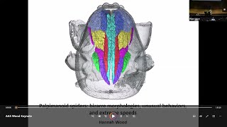 Palpimanoid spiders: bizarre morphologies, unusual behaviors, and extreme speeds