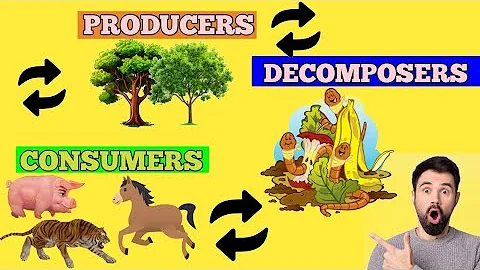 Ecosystems Explained: Producers, Consumers & Decomposers