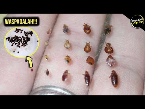 Video: Apa serangga hitam kecil yang terbang dan menggigit?