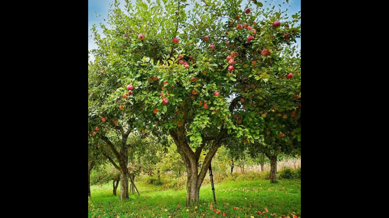 Holy fruit vs evil fruit matthew chapter 7 kjv youtube