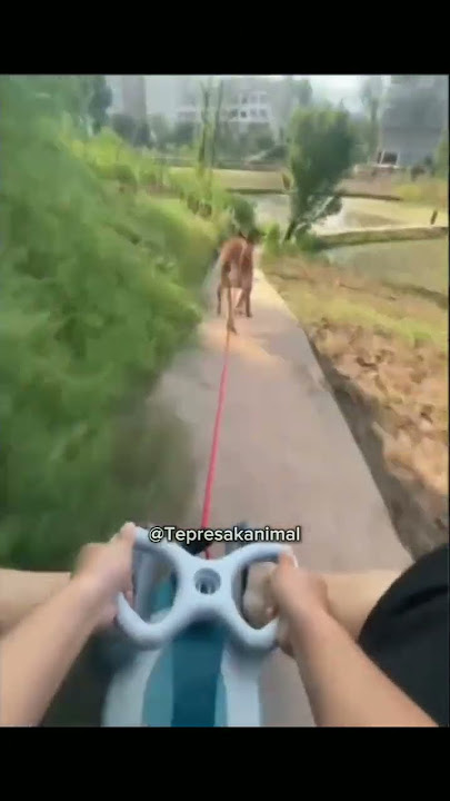 anak kucay 🗿 #meme #memes #videolucu #hiburan #anjing