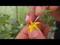 Tomato Hand Emasculation and Pollination