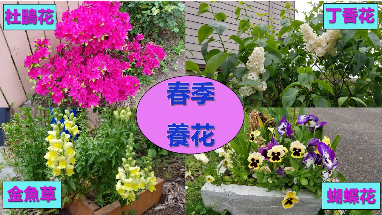 種花經驗分享 杜鵑花 玫瑰 蝴蝶花 丁香花 金魚草 郁金香 分享成功與失敗的種花經驗 春季賞花 Youtube