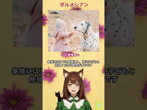 【ダルメシアン】の性格ってこんな感じ♪YouTubeでは歴史や飼い方のポイントなども解説しています。 #犬 #わんこラボ #ボストンテリア
