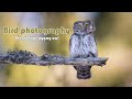 Bird photography - The Eurasian pygmy owl / Madárfotózás(ON) - A törpekuvik