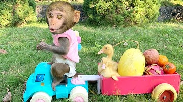 Little Monkey BenBen takes ducklings to pick fruits at the farm