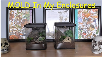 Mold In My Tarantula Enclosures