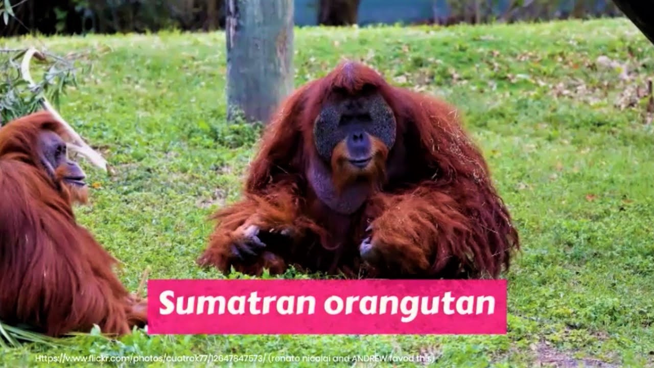Sumatran orangutan (Pongo abelii) Critically Endangered
