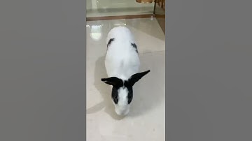 teach your rabbit 🐇 to come when called #training #cuterabbit #giantrabbit #shorts