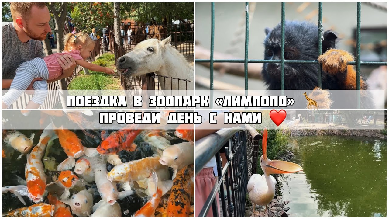 ЗООПАРК ЛИМПОПО 🐻/ НИЖНИЙ НОВГОРОД 🍂/ ДЕНЬ С НАМИ 💕/ ПОКУПКИ ЛЕРУА ...