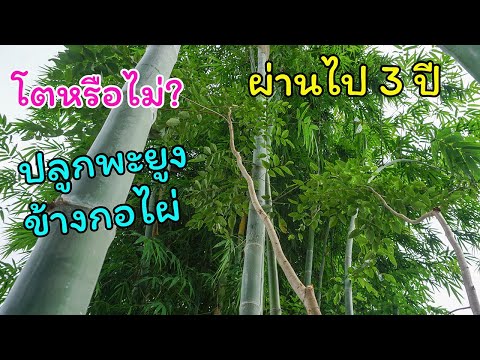 ปลูกไม้พะยูงไทยไว้ข้างกอไผ่ ผ่านไปประมาณ 3 ปี ผลเป็นอย่างไร พาไปชมครับ