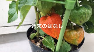 【夏の風物詩】ほおずき市の鬼灯/クリームソーダ を作る週末。