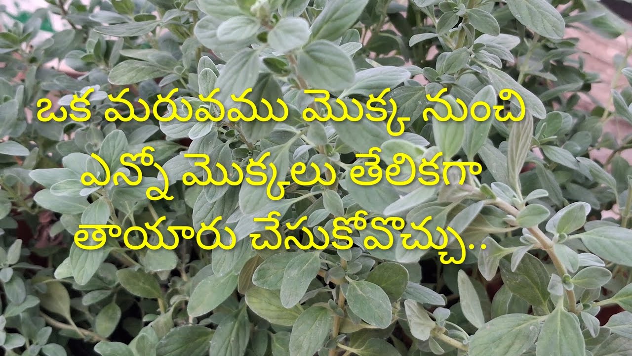 మరువము కటింగ్స్ నాటుకోటానికి సాయిల్ మిక్సిని ఎలా ప్రిపేర్ చేసుకోవాలి ....