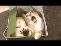 Funniest Animals Videos - Best Cute Cats and Crazy Dogs Videos