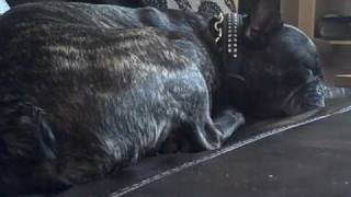 Louis The French Bulldog Farting In His Sleep....