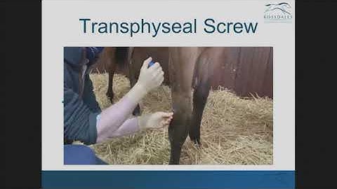 Angular limb deformities in foals & yearlings -  Matt Coleridge, Rossdales Equine Hospital