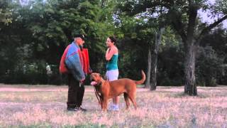 Бордоский дог. Тренировка по защите/ Dogue De bordeaux . Training for owners' protection Бордоский дог. Тренировка по защите/ Dogue De bordeaux . Training for owners' protection