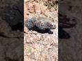 Chuckwalla's Epic Push-Up Challenge!