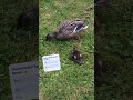 Mama & Baby Ducks at Mingus Park Part 1 #ducks #birds