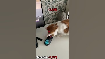 My cat open case in CS2 #cs2 #csgo #cs2clips #cs2moments #cs2skins #cs2funny #printstream #cs2shorts