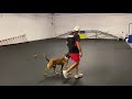 Puppy heel with retrieve.  7 month old “Elon”