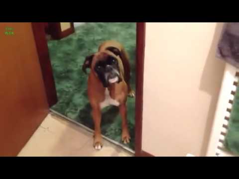 funny-dogs-just-don't-want-to-bath-compilation-2013-new-hd