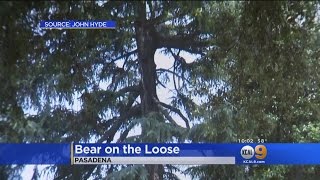 Bear On The Loose In Pasadena