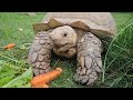 Bringing Carrots To Tonka The Tortoise