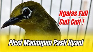 🔵 MASTERAN PLECI CUIT-CUIT GACOR SEMUA BURUNG ADUAN PLECI PASTI LANGSUNG IKUT BUNYI NGALAS‼️#pleci