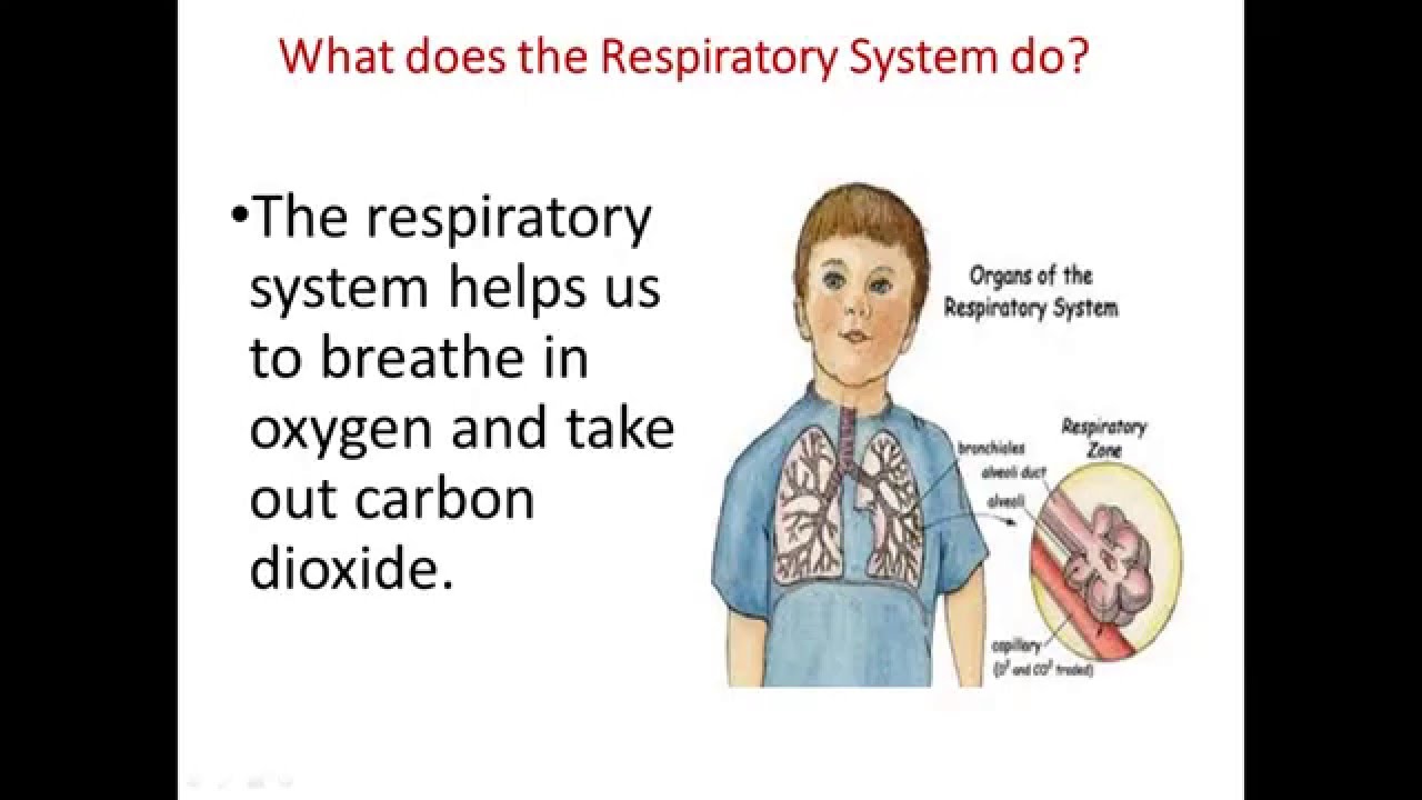 Two Minute Quick Review of the Human Respiratory System - YouTube