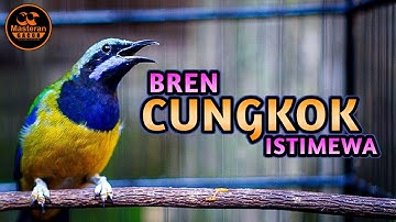 BREN CUNGKOK GACOR ISTIMEWA JEDA RAPAT COCOK BUAT MASTERAN SEGALA JENIS BURUNG KICAU