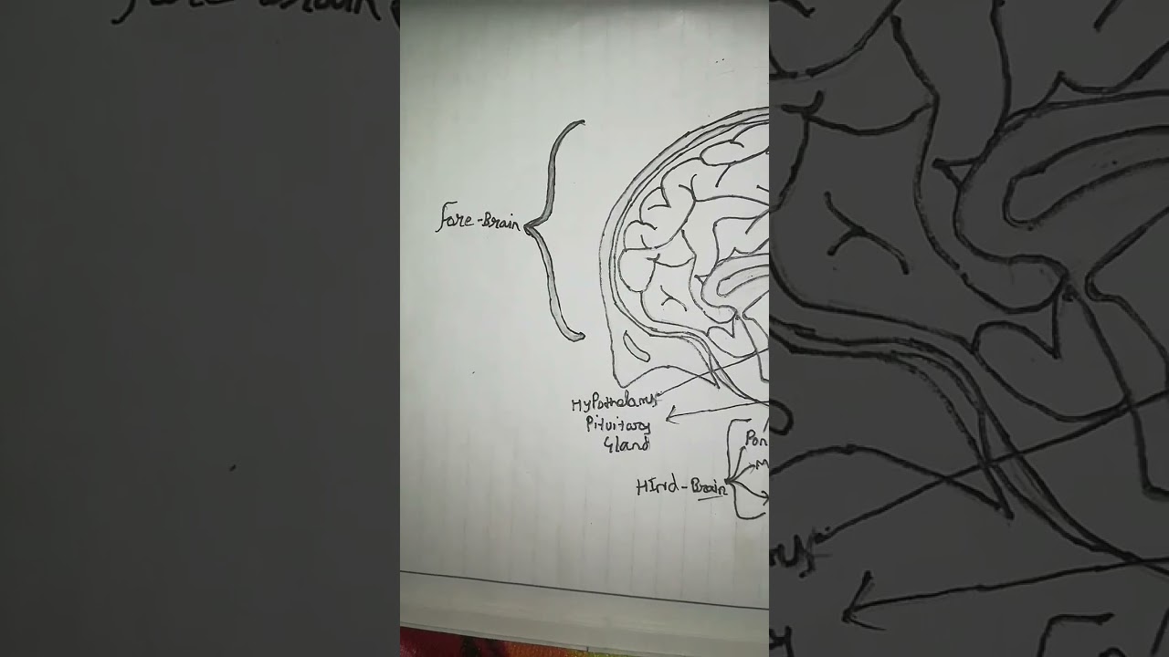 Parts Of Human Brain And How To Make Diagram shorts brain parts Of parts-of-human-brain-and-how-to-make-diagram-shorts-brain-parts-of
