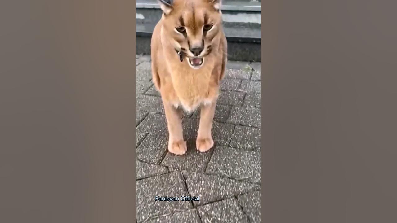 Suara Kucing Seram II Kucing Ini Sangat Menyeramkan #shorts #viral #kucinglucu Suara Kucing Seram II Kucing Ini Sangat Menyeramkan #shorts #viral #kucinglucu