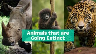 The World’s Most Endangered Animals: You Won’t Believe How Many There Are! by ListTopia 274 views 4 months ago 10 minutes, 40 seconds