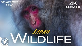 The Amazing Wildlife Of Japan In Stunning 4K - Beautifully Relaxing Music To Relieve Stress by Relax Earthfully 3,201 views 11 months ago 1 hour, 18 minutes