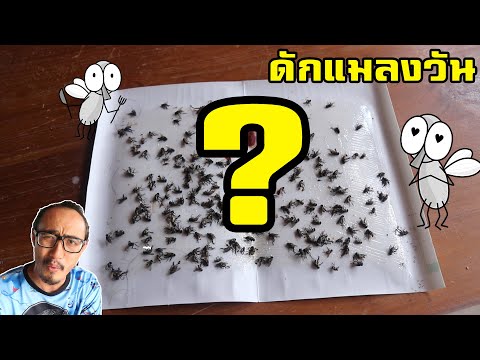 อะไรดักแมลงวันดีที่สุด??? | พิสูจน์ 247 | เพื่อนซี้ ตัวแสบ 👓