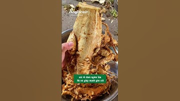 🌿 Đinh lăng – Nhân sâm của người nghèo, thảo dược dân gian đa công dụng #thaoduoc #thiennhien #short