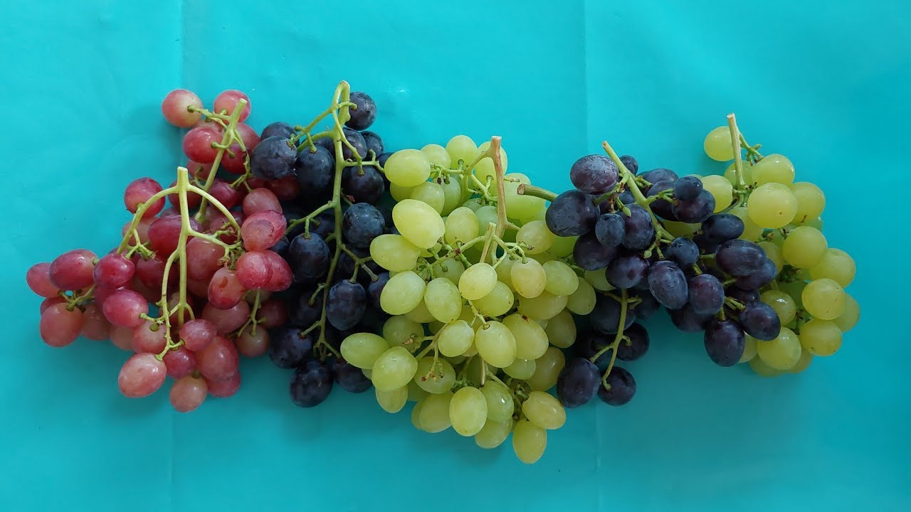 Tafeltrauben, kernlose Sorten in meinem Garten, 01791071217 WhatsApp