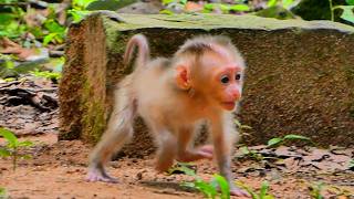 Watch little Meta gain confidence walking on her own while staying close to her mother.