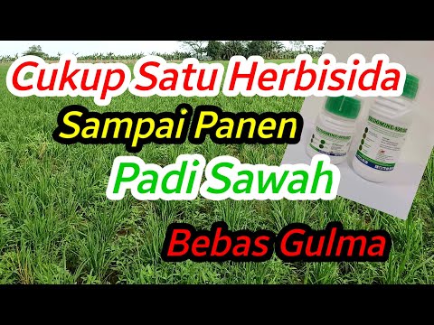 Video: Adakah racun herba berdaun lebar akan membunuh semanggi?