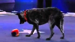 Skidboot the smart dog from Animal Planet