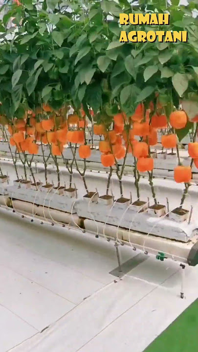 WOW... THE COLOR OF THIS HYDROPONIC PAPRIKA IS VERY ATTRACTIVE...