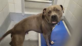 acs A668407