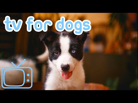 Dog Tv: Entertainment Colour Graded For Dogs Eyes!