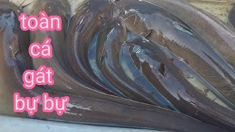 giăn câu trong bè hàu đính toàn cá gát (lê nghia cần giờ)