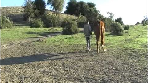 Clicker horse training --- weight shift