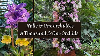 Mille & une Orchidées - A Thousand & One Orchids