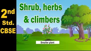 Shrub, herbs and climbers | 2nd Std | Science | CBSE Board | Home Revise screenshot 5