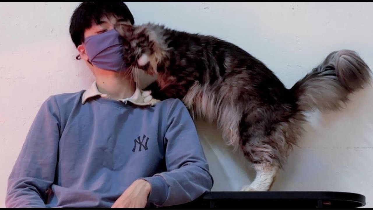 Adorable cat 🔊 How adorable can a Maine Coon cat be? 😻