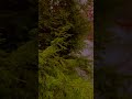 What does it mean | iPhone 13 Pro | #shorts